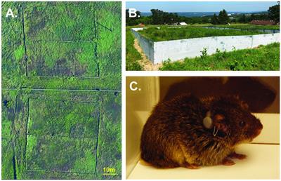 Dorsal CA1 lesions of the hippocampus impact mating tactics in prairie voles by shifting non-monogamous males’ use of space to resemble monogamous males